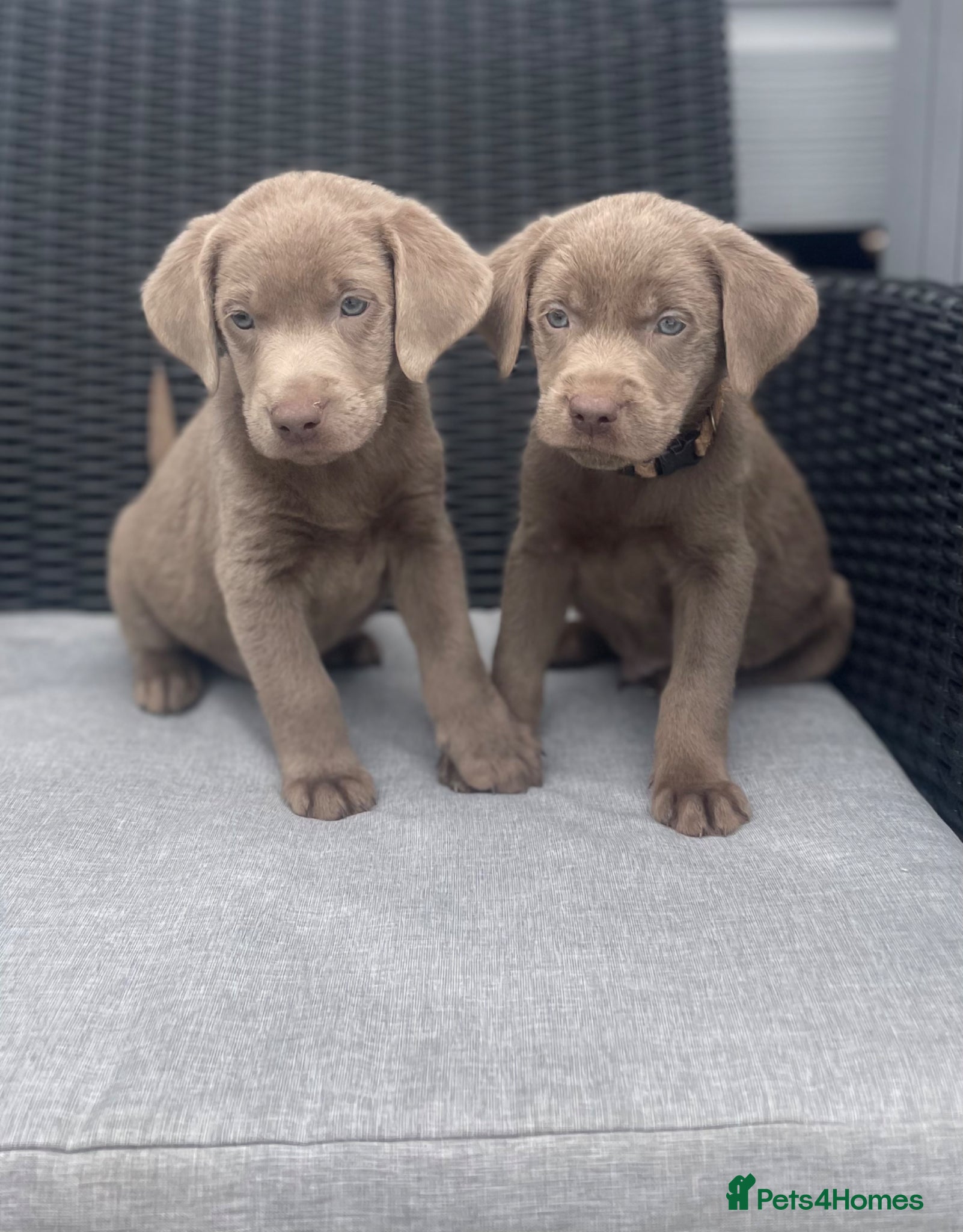 Labrador Retriever dogs Stunning silver Labradors ready now  - Advert 5