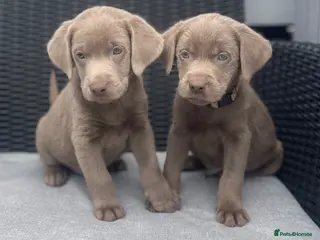 Labrador Retriever dogs Stunning silver Labradors ready now - Advert 5