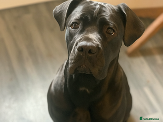 Cane Corso dogs - Advert 21