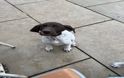 German Shorthaired Pointer dogs for sale: German shorthaired pointer - Image 19