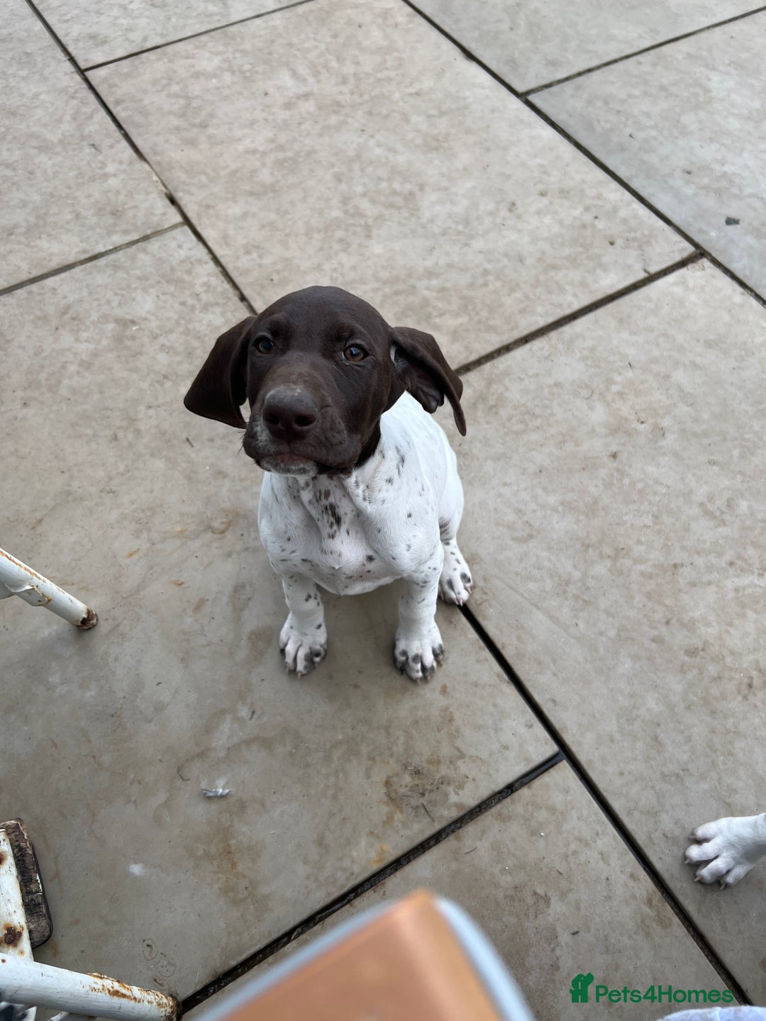 German Shorthaired Pointer dogs for sale: German shorthaired pointer - Image 19