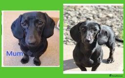 Miniature Dachshund dogs for sale: Female Dachshund Puppies - Image 2