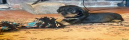 Dachshund dogs for sale: Kc registered Standard wire haired dachshund pups  - Advert 3