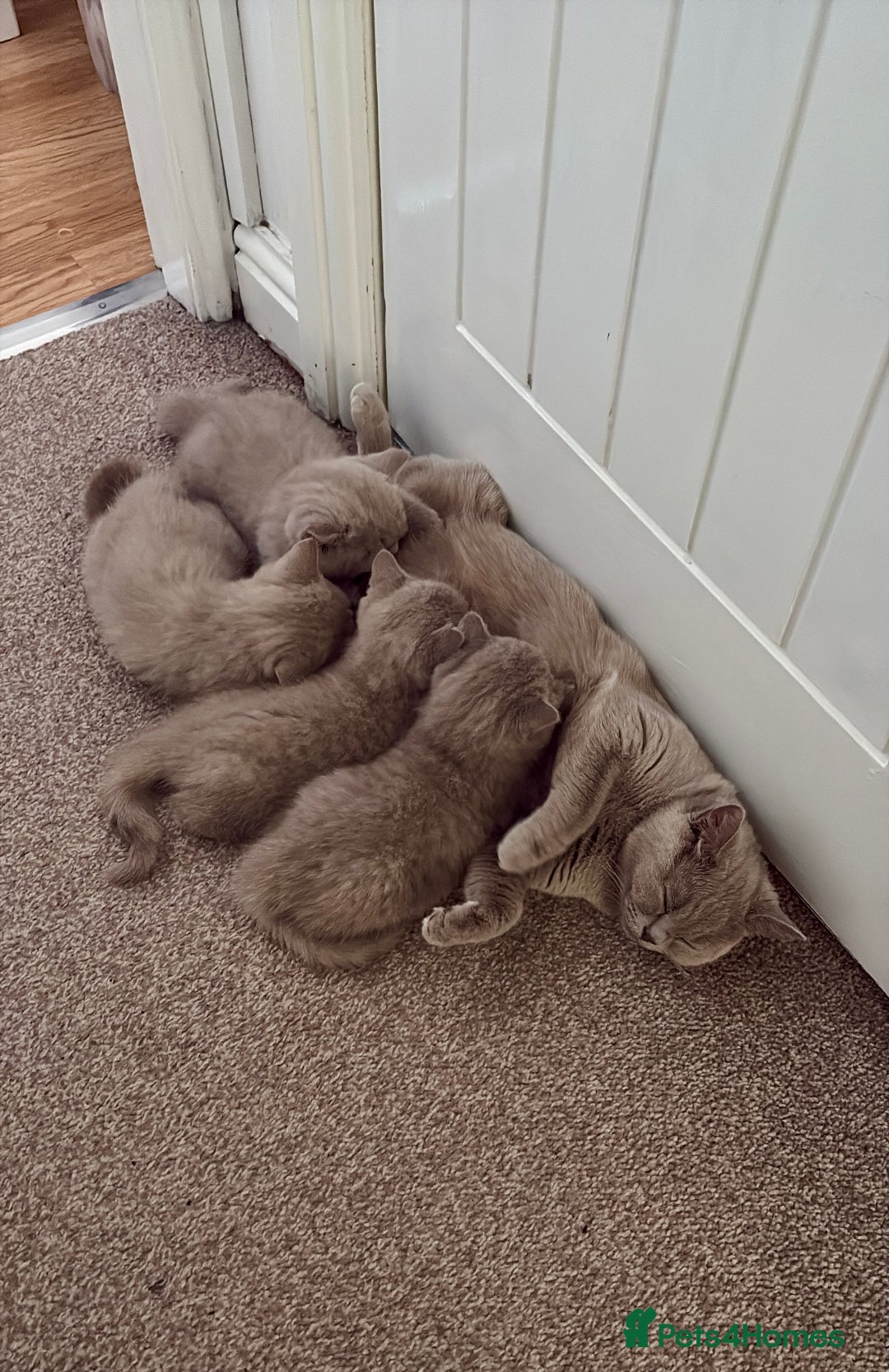 British Shorthair cats for sale: Beautiful Lilac BSH Kittens – Pedigree Parents - Advert 3