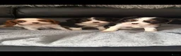 Cavalier King Charles Spaniel dogs for sale: Kc cavalier puppies dna clear  - Advert 4