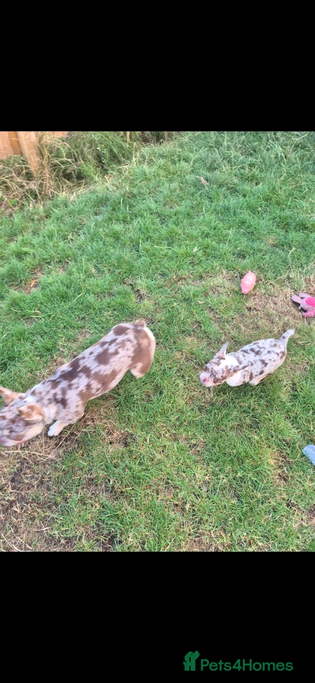 French Bulldog dogs for sale: Female Rojo merle puppy  - Advert 5