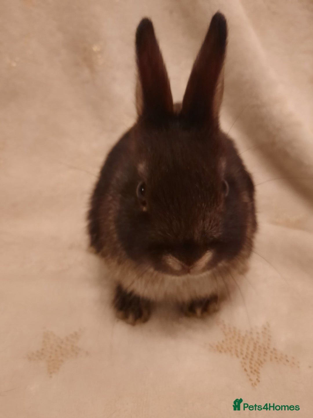 Netherland Dwarf rabbits for sale: Five Litters Of Netherland Dwarf Babies - Advert 8