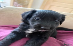 Mixed Breed dogs for sale: 5 Stunning Border Retrievers  - Image 7