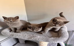 British Shorthair cats for sale: GCCF REG. ACTIVE BSH KITTENS SHOW LINES - Image 22