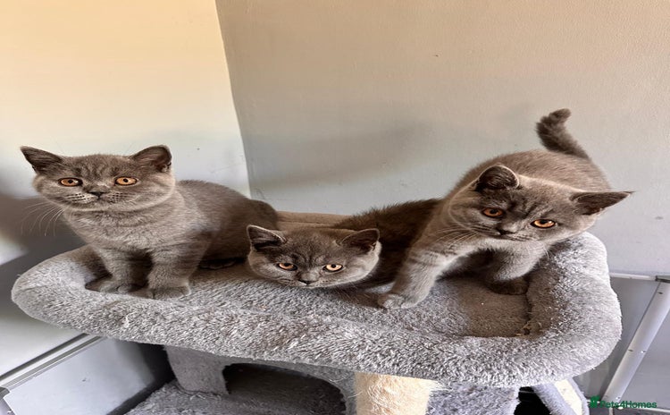 British Shorthair cats - Advert 16
