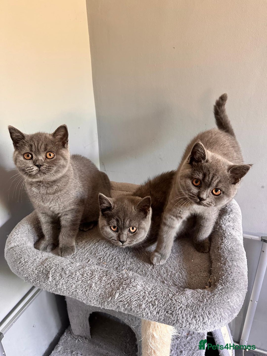British Shorthair cats for sale: GCCF REG. ACTIVE BSH KITTENS SHOW LINES - Image 22