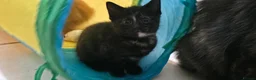 Mixed Breed cats for sale: 7 Adorable kittens ready for their furever home - Advert 33