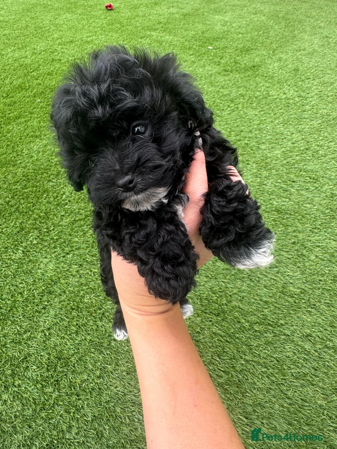 Maltipoo dogs for sale: Beautiful small Maltipoos (Asian poodle) f1 💙💙 - Advert 35