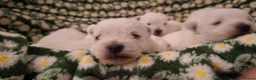 West Highland Terrier dogs for sale: Gorgeous kc reg westie pups - Advert 4