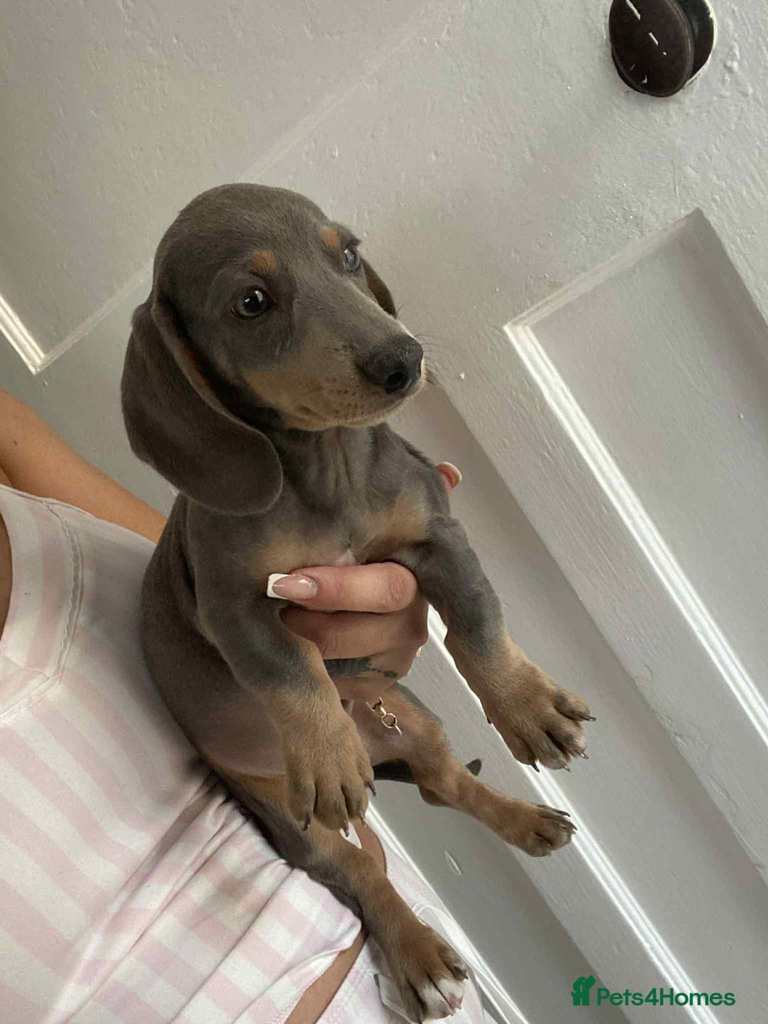 Miniature Dachshund dogs for sale: Minature dachshund puppies  - Image 19