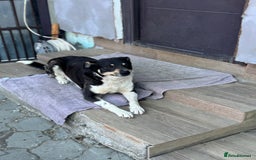 Mixed Breed dogs for adoption: ELSA -  a Special Girl who hates the Prison - Image 15