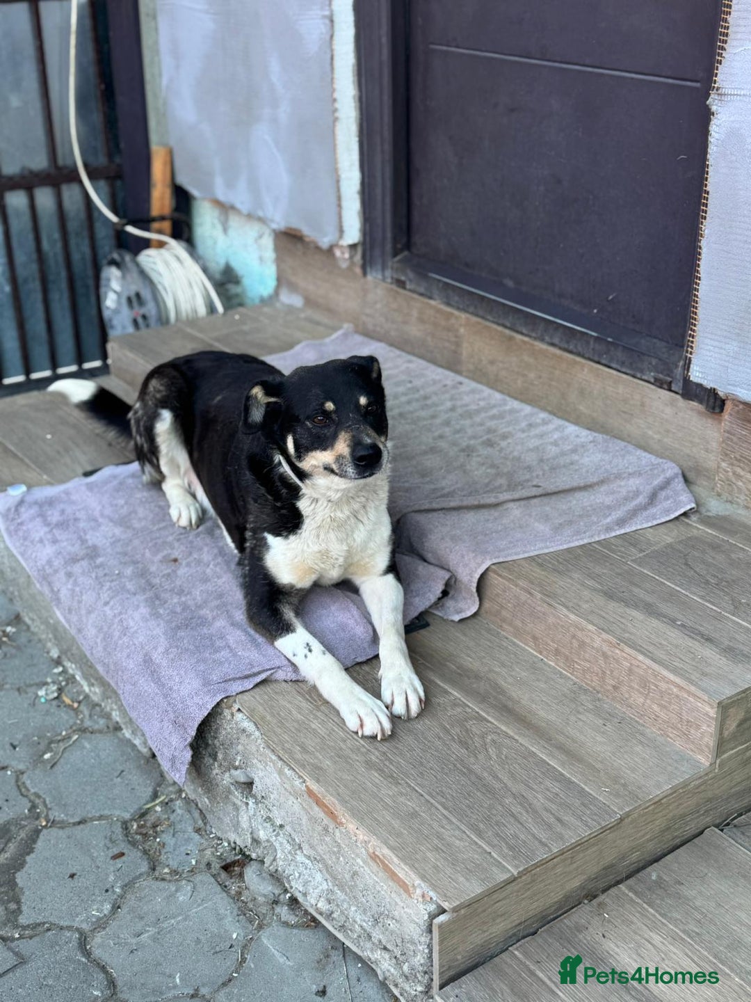 Mixed Breed dogs for adoption: ELSA -  a Special Girl who hates the Prison - Image 15