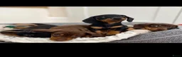 Miniature Dachshund dogs for sale: Stunning Litter of Mniature Dachshund Puppies - Advert 2