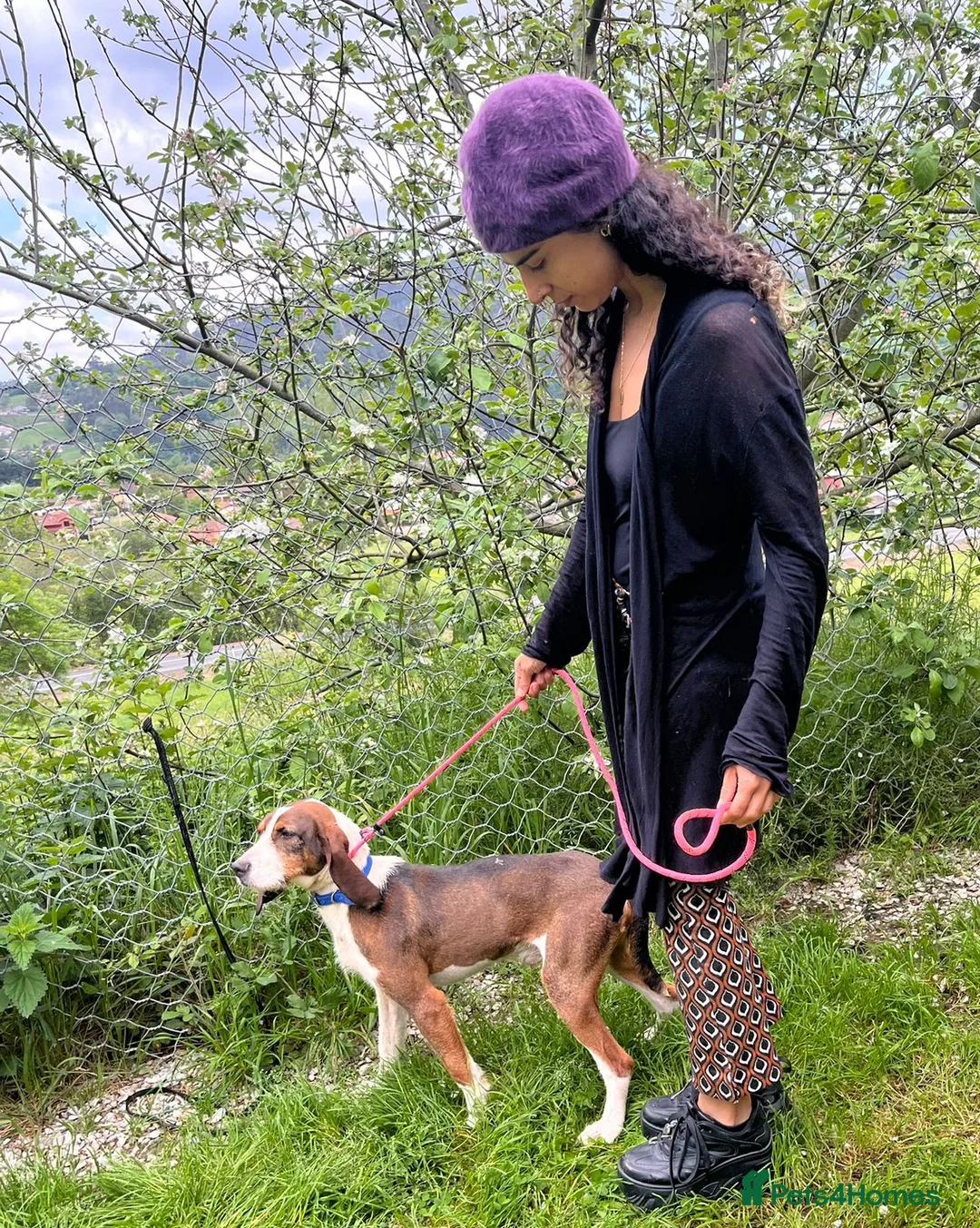 Mixed Breed dogs for adoption: Sejos in Penryn - Advert 7