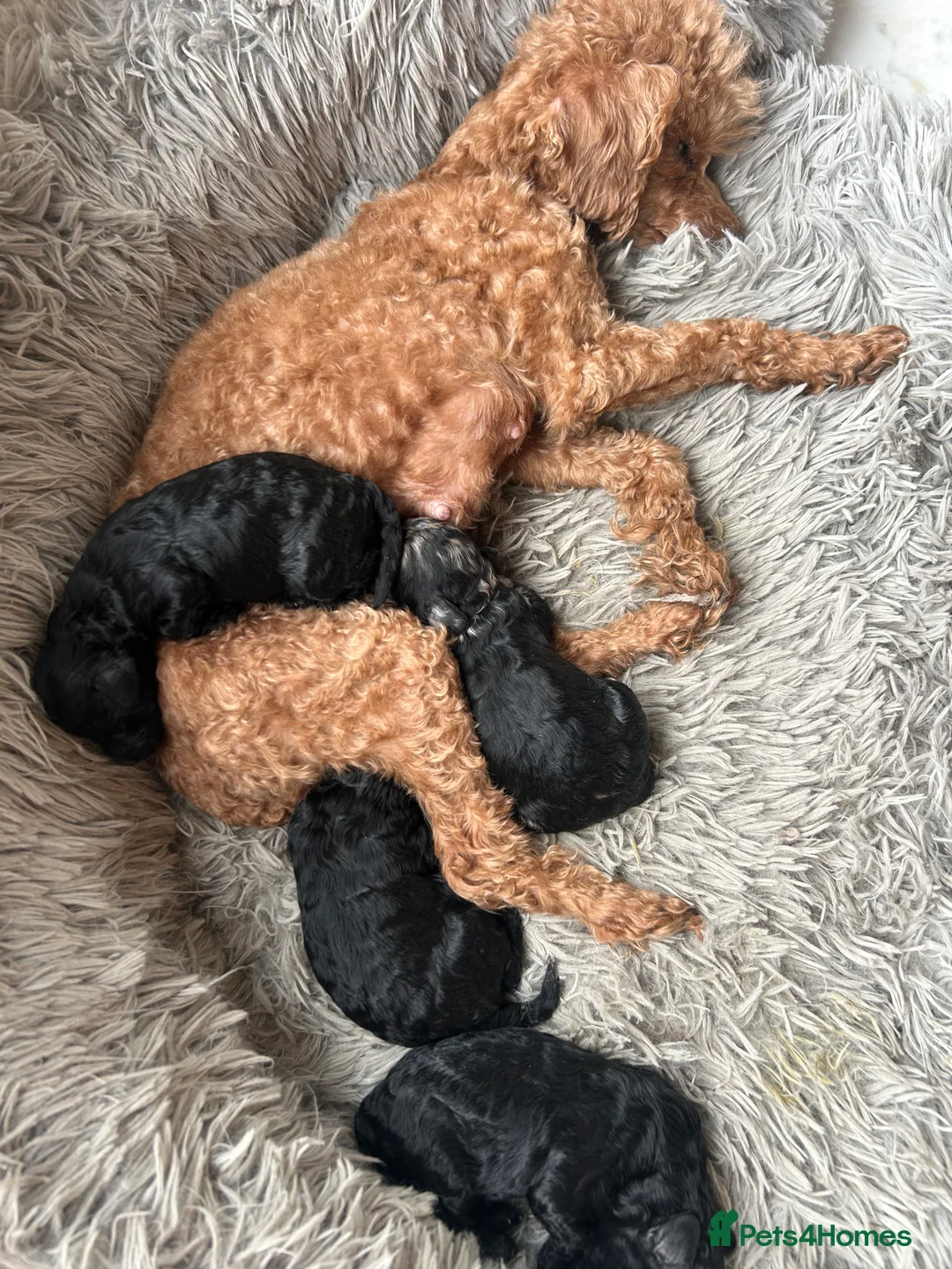 Mixed Breed dogs for sale: Poodle puppies - Advert 5