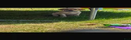 Goldador dogs for sale: GOLDEN LAB RETRIEVER in Birmingham - Advert 5
