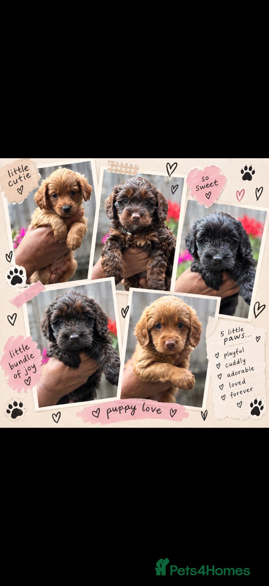 Mixed Breed dogs Cockapoo x Chihuahua mix puppies 🐶  - Advert 3