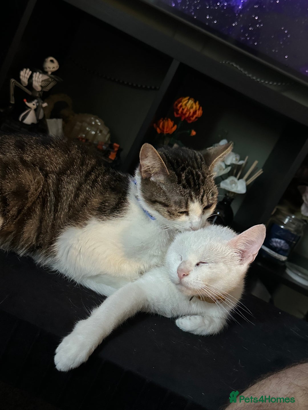 Domestic Shorthair cats for sale: (FREE) 2 Female cats need rehoming  - Advert 2