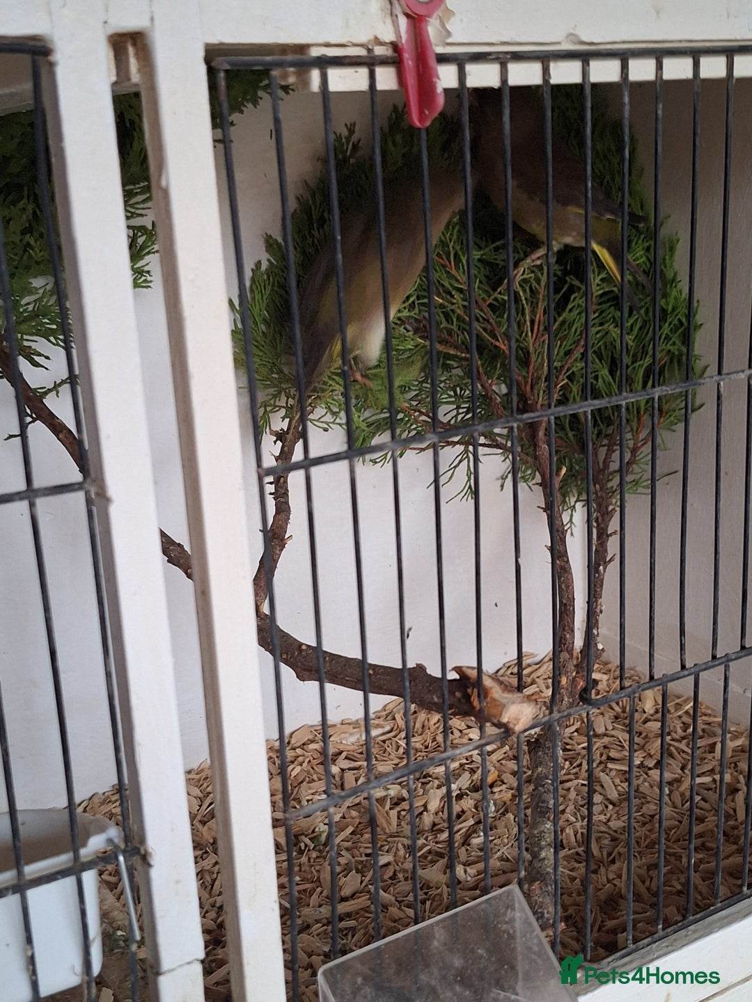 Canaries birds for sale: Birds for sale - Advert 9