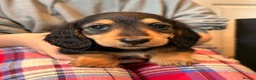 Miniature Dachshund dogs for sale: Long Haired - READY NOW. - Advert 15