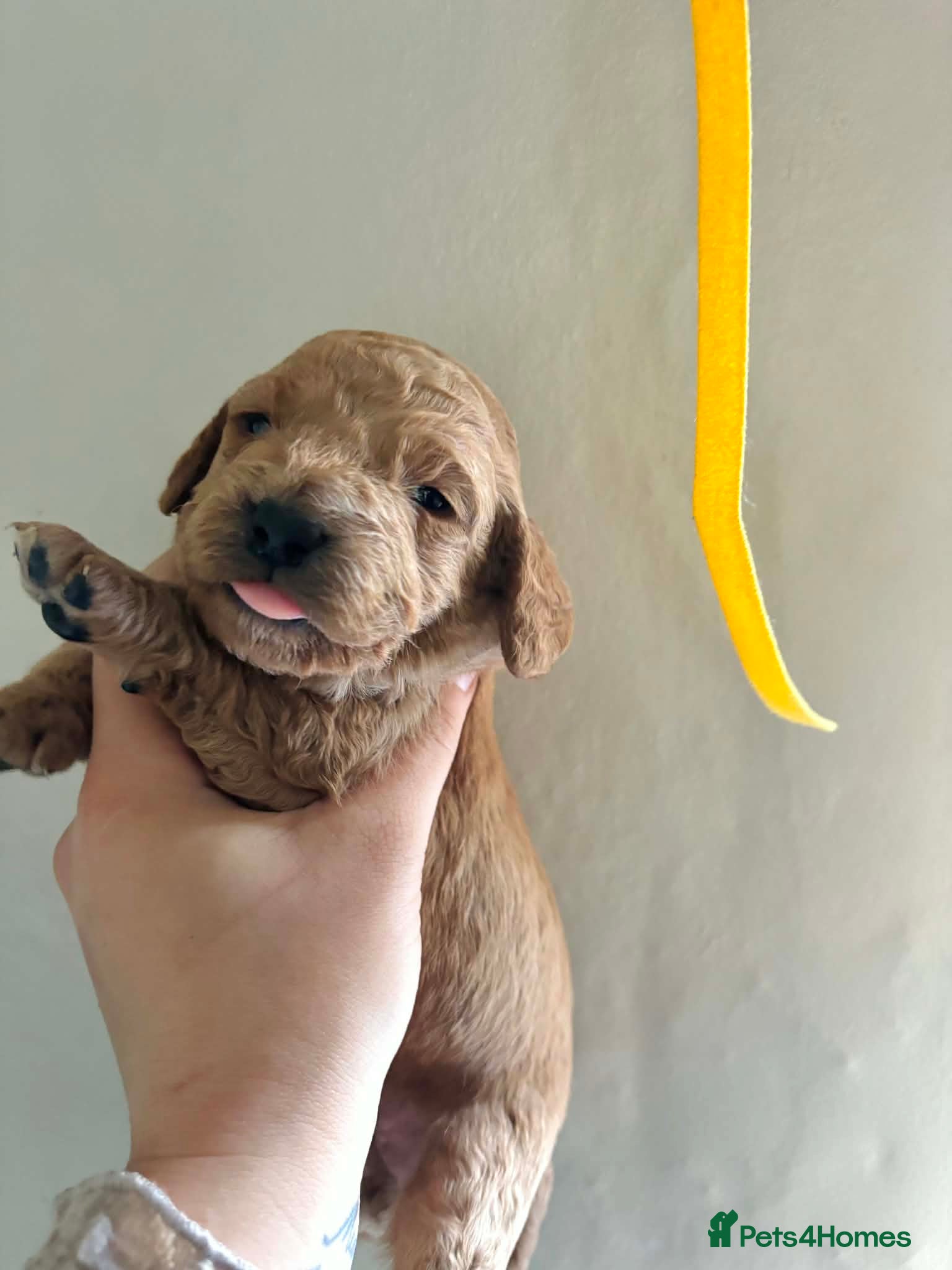 Cockapoo dogs for sale: Cockapoo - Advert 17