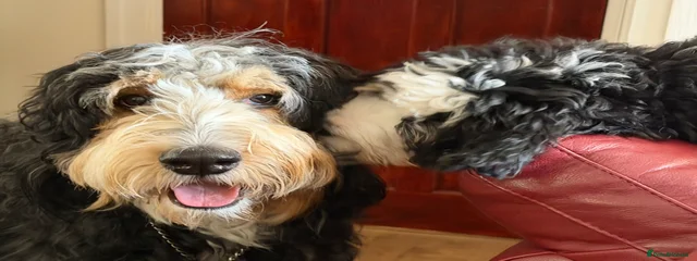 Daisy Doo Little