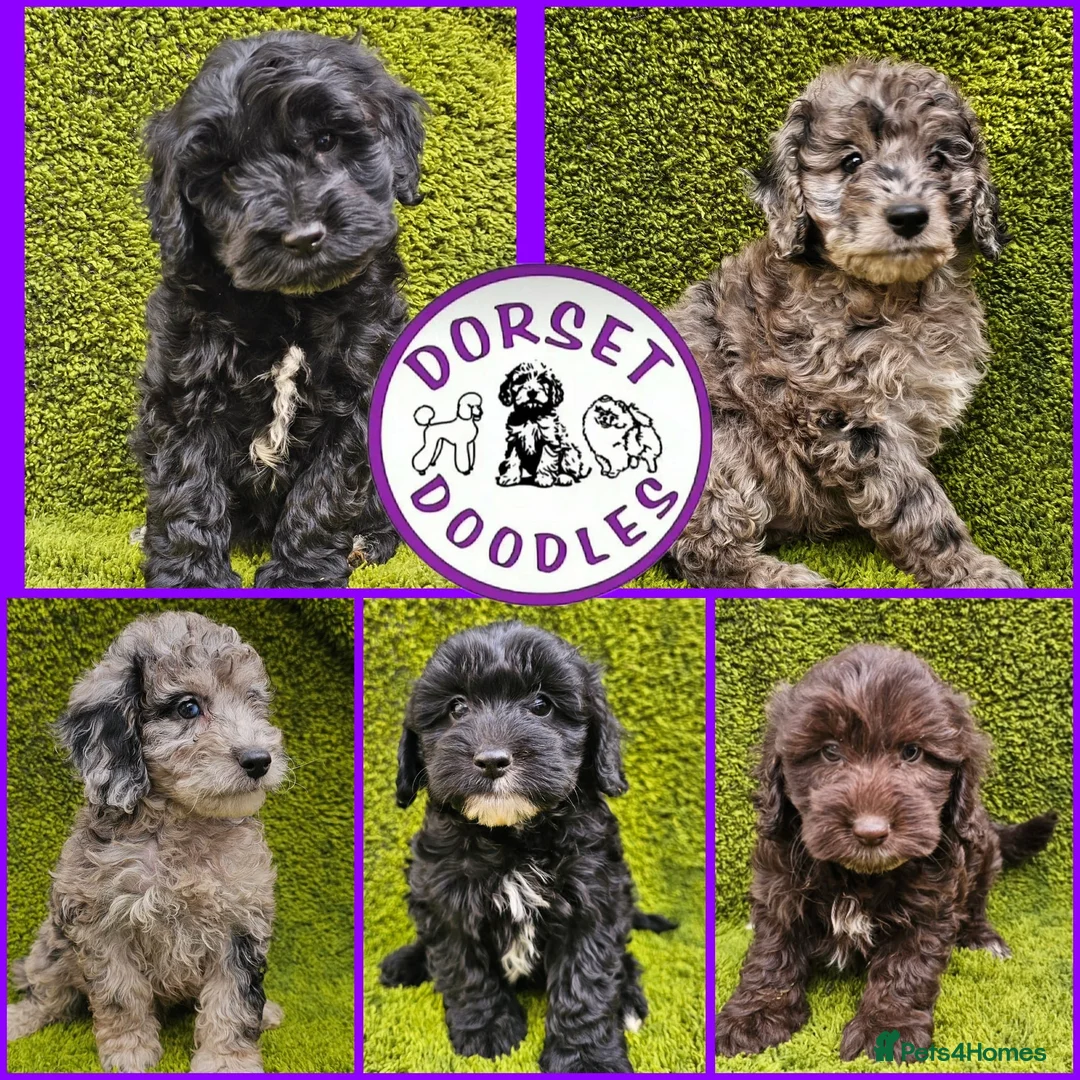 Cockapoo dogs for sale: Toy cockapoos hereditary health tested clear   - Advert 1