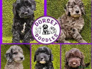 Cockapoo dogs Toy cockapoos hereditary health tested clear - Advert 10