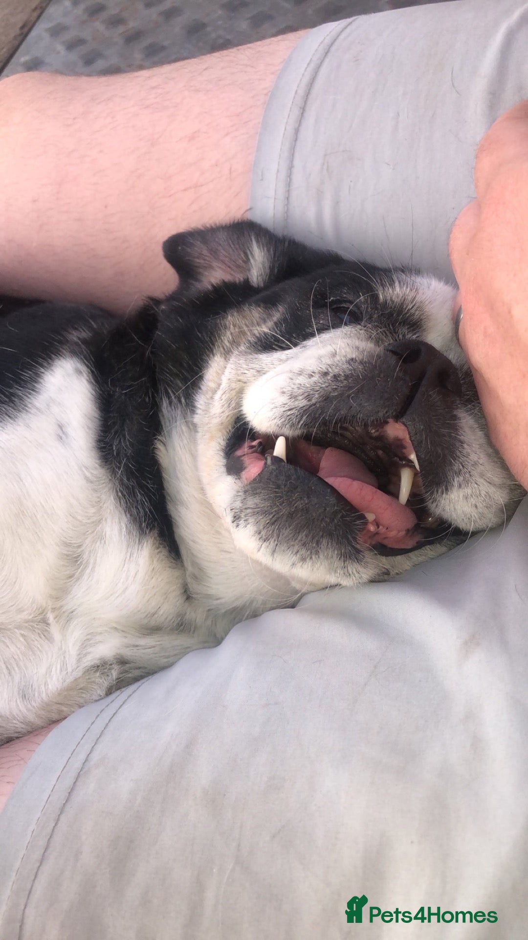 Mixed Breed dogs 6 year old senior for rehome  - Advert 7