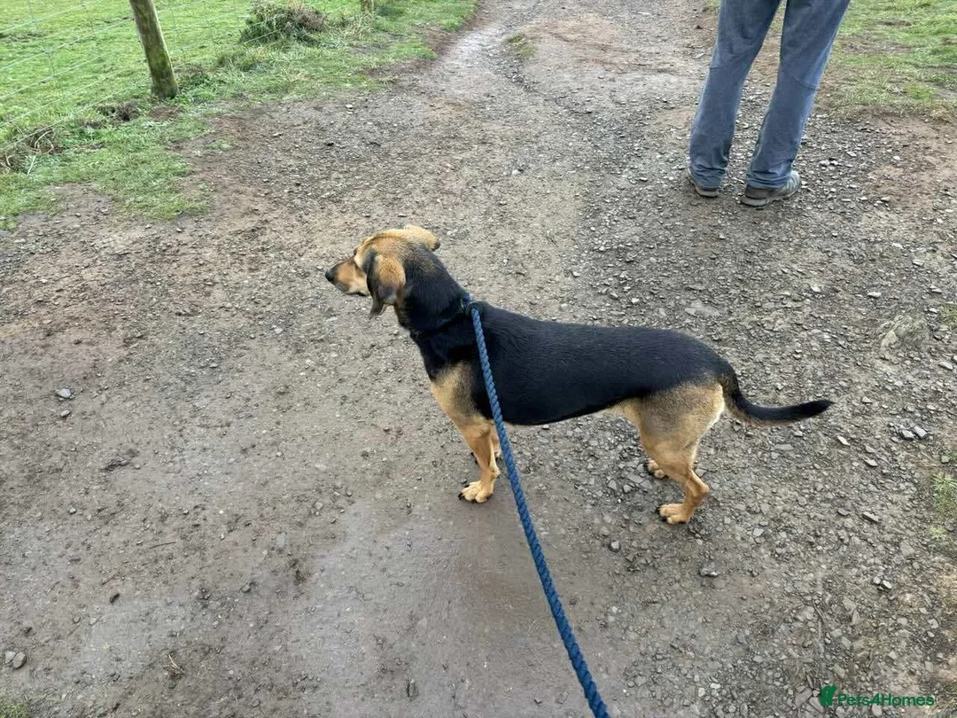 Mixed Breed dogs for adoption: Bonnie is a beautiful 4.5 year old Jura - Advert 4