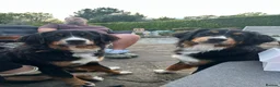Bernese Mountain Dog dogs for sale: Stunning purebred Bernese Mountain Puppies in Wallington - Advert 11