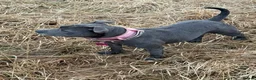 Staffordshire Bull Terrier dogs for sale: Beautiful Blue Adult Staffie Girl - Advert 2