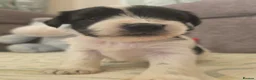 Miniature Schnauzer dogs for sale: Gorgeous kc registered miniature schnauzer puppies - Advert 22