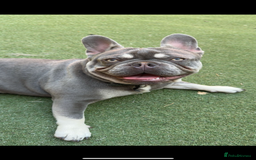 French Bulldog dogs for stud: French bulldog male stud  - Image 3