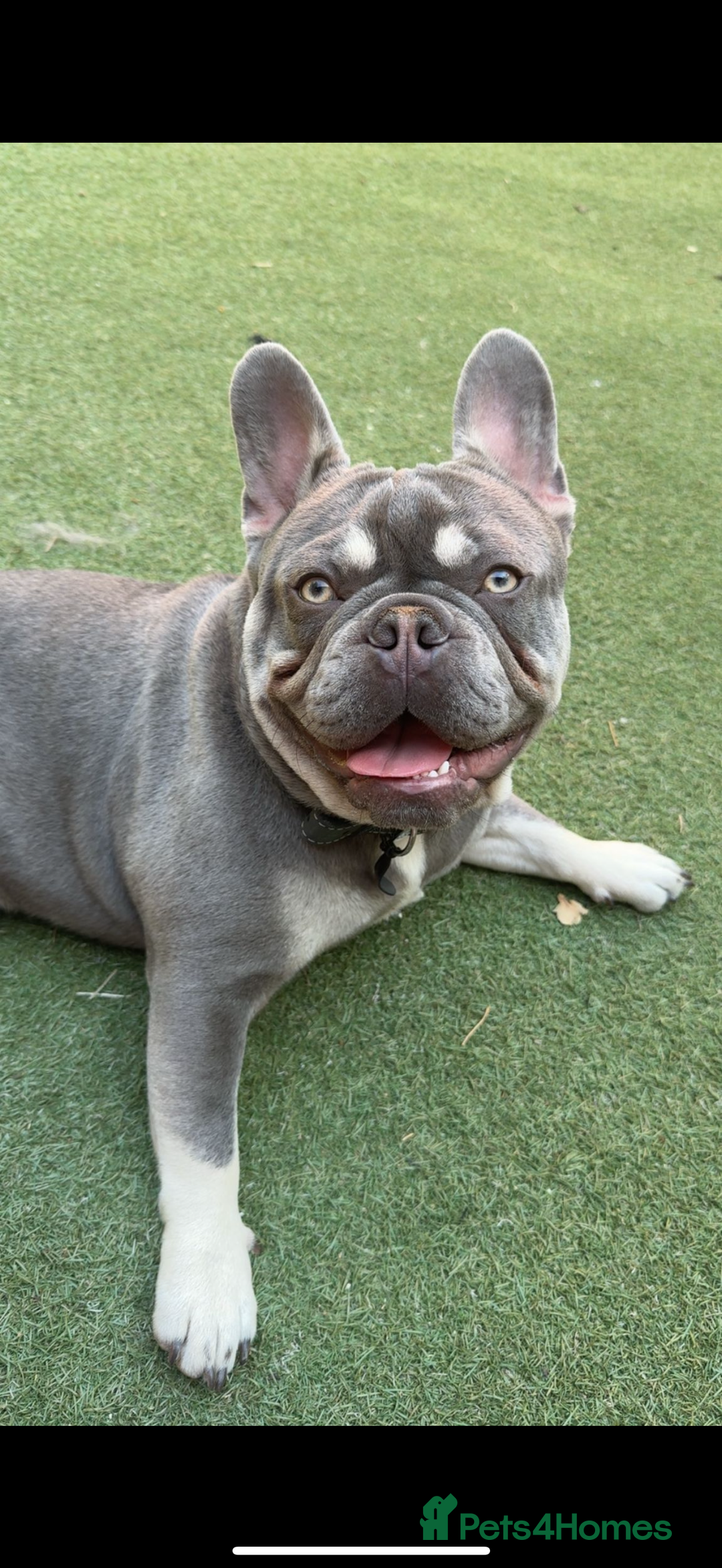 French Bulldog dogs for stud: French bulldog male stud  - Image 3