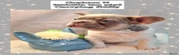French Bulldog dogs for sale: Quality Puppies from highly health tested Parents - Advert 18