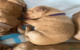 Hungarian Vizsla dogs for sale: 9 adorable Hungarian vizslas for sale - Image 16
