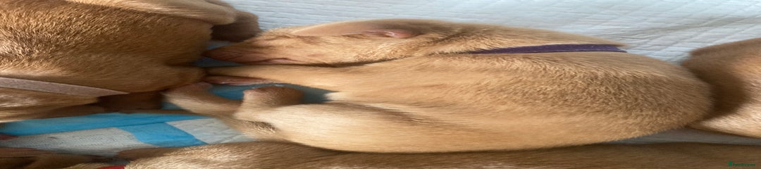 Hungarian Vizsla Puppy 8