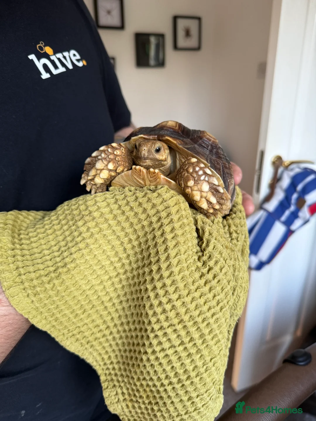 Tortoise reptiles for sale: Lovely little 2.5 year Male sulcata tortoise - Advert 1