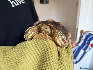 Tortoise reptiles Lovely little 2.5 year Male sulcata tortoise - Advert 1