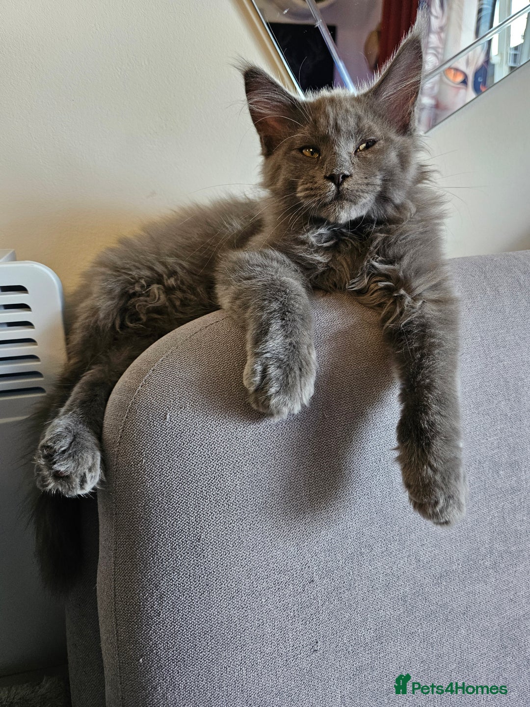 Maine Coon cats for sale: 🔥*Stunning Litter of 8💎Solid Blue Maine Coon*🔥  - Image 6