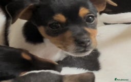 Jack Russell dogs for sale: Beautiful friendly puppies - Image 3