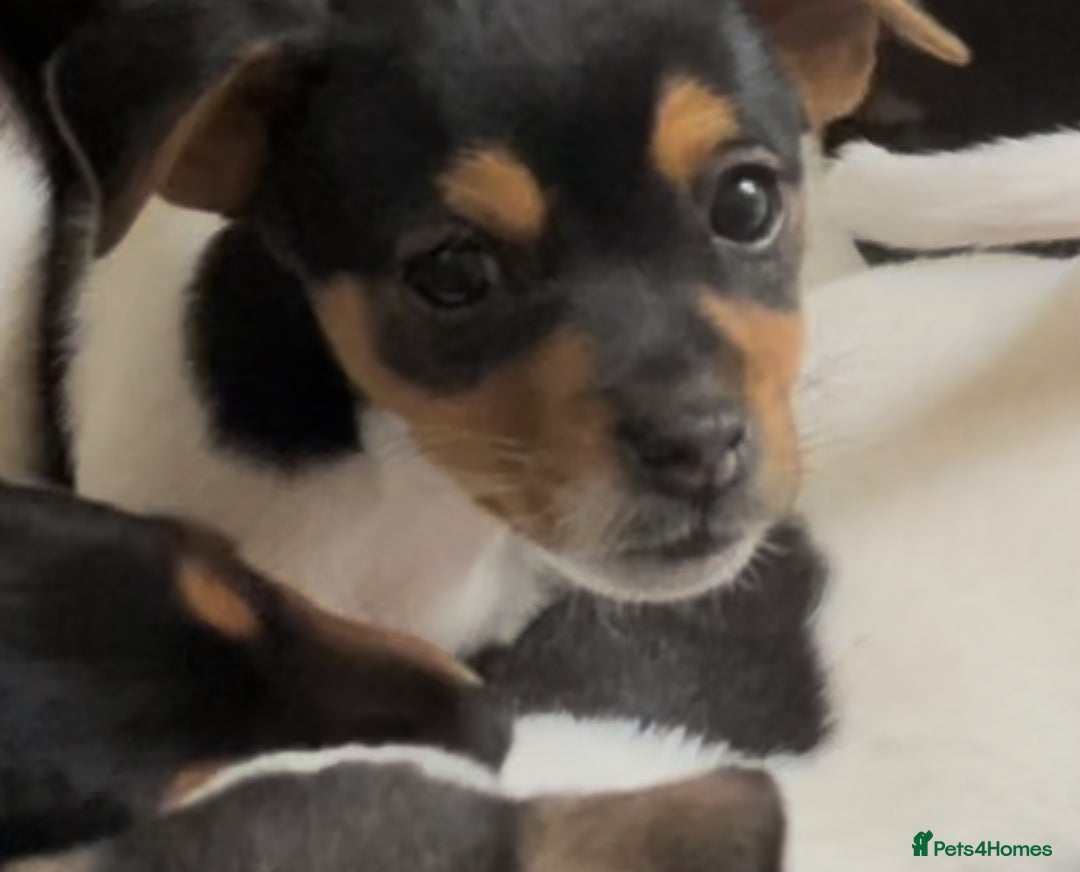 Jack Russell dogs for sale: Beautiful friendly puppies - Image 3