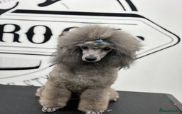 Miniature Poodle dogs for stud: ✨SILVER MINIATURE POODLE STUD✨ - Image 3