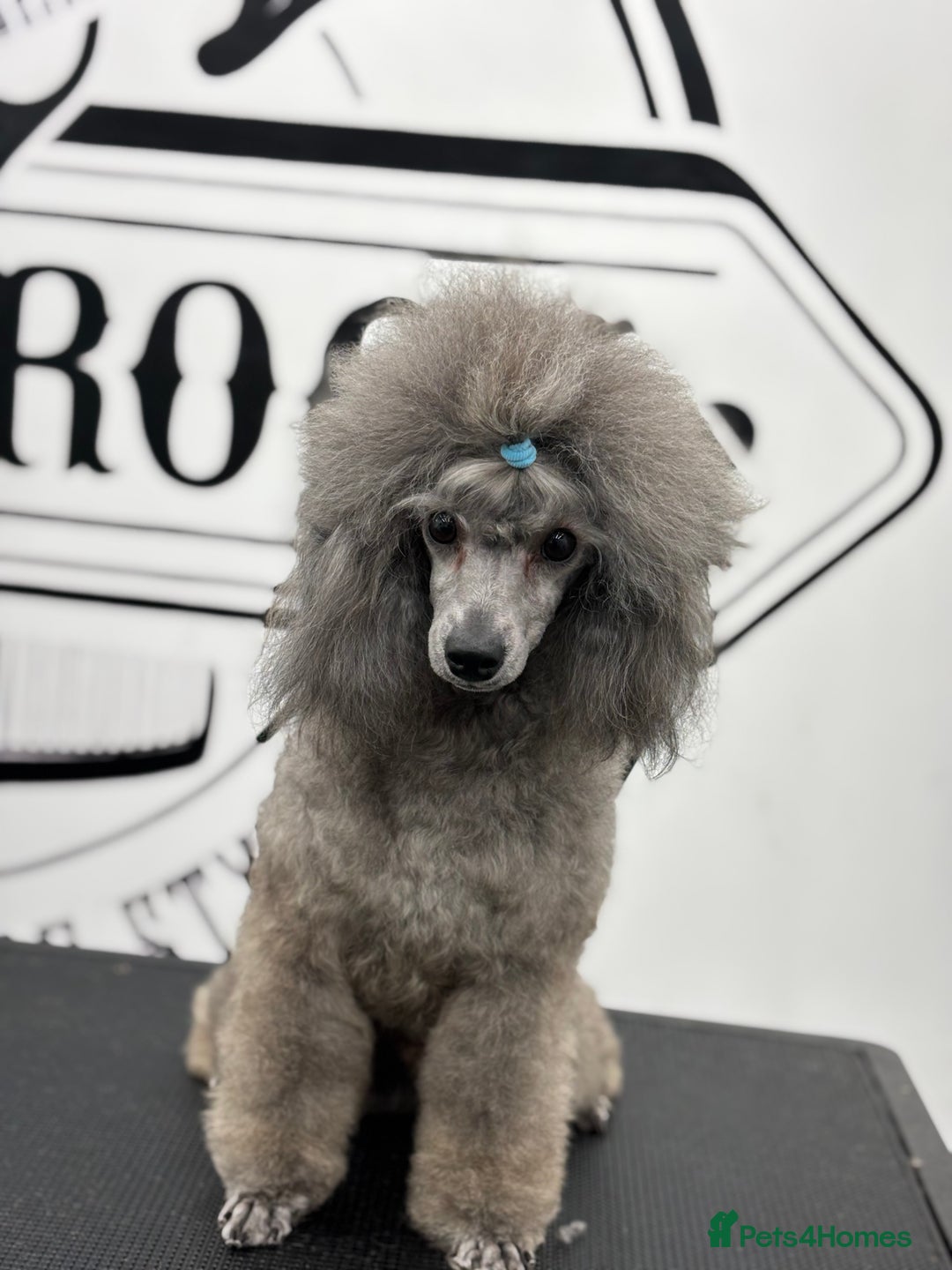 Miniature Poodle dogs for stud: ✨SILVER MINIATURE POODLE STUD✨ - Image 3